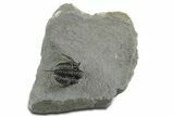 Bumpy Cyphaspis Trilobite - Top Quality Specimen #350492-3